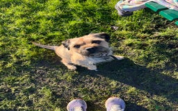 Border Terrier dogs for stud: Border terrier stud  in Rochdale - Image 2