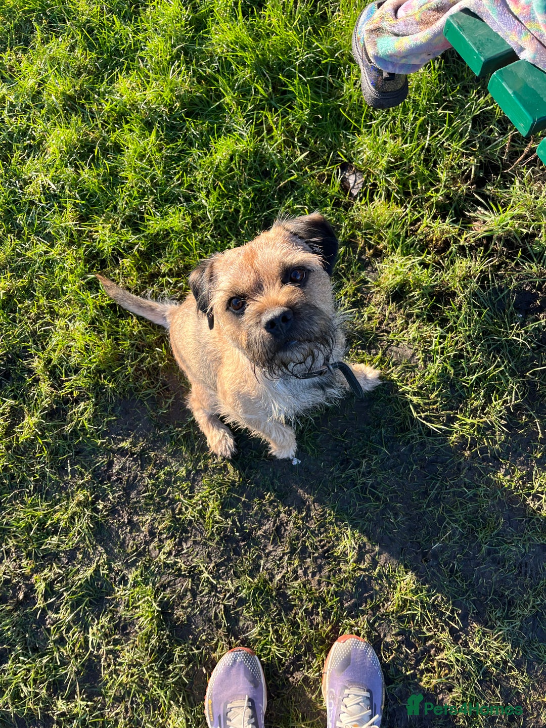Border Terrier dogs for stud: Border terrier stud  in Rochdale - Image 2