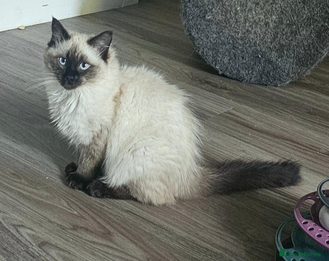 Ragdoll cats Beautiful, Sweet Ragdoll kitten available.  - Advert 18