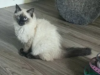 Ragdoll cats Beautiful, Sweet Ragdoll kitten available. - Advert 18