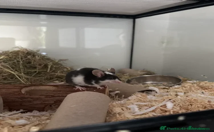 Mouse rodents - Advert 2