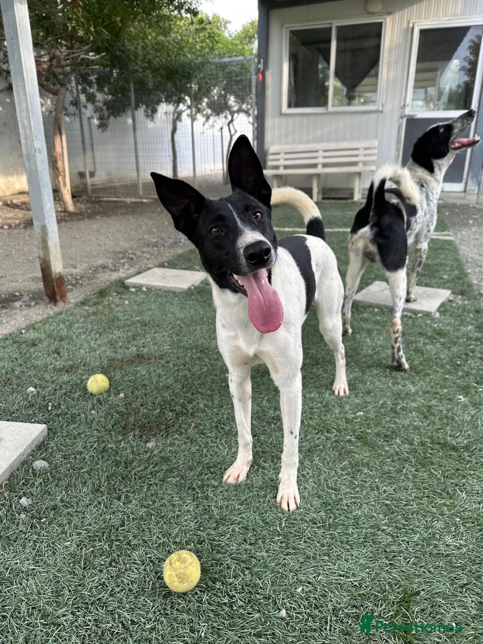 Mixed Breed dogs WILF-1 yr old,  Mix Breed Boy with incredible ears - Advert 2
