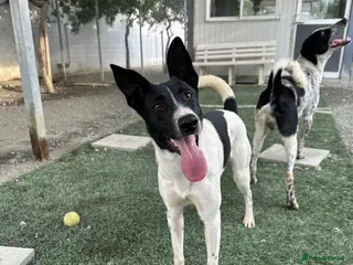 Mixed Breed dogs WILF-1 yr old, Mix Breed Boy with incredible ears - Advert 3