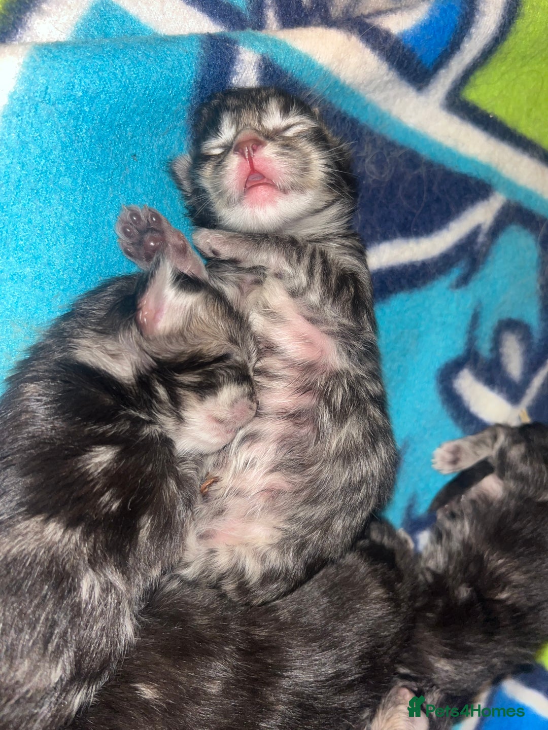 Maine Coon cats for sale: Maine coon cross  - Image 5