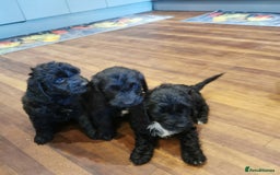 Cockapoo dogs for sale: F1 COCKAPOO PUPPIES FOR SALE  - Image 4