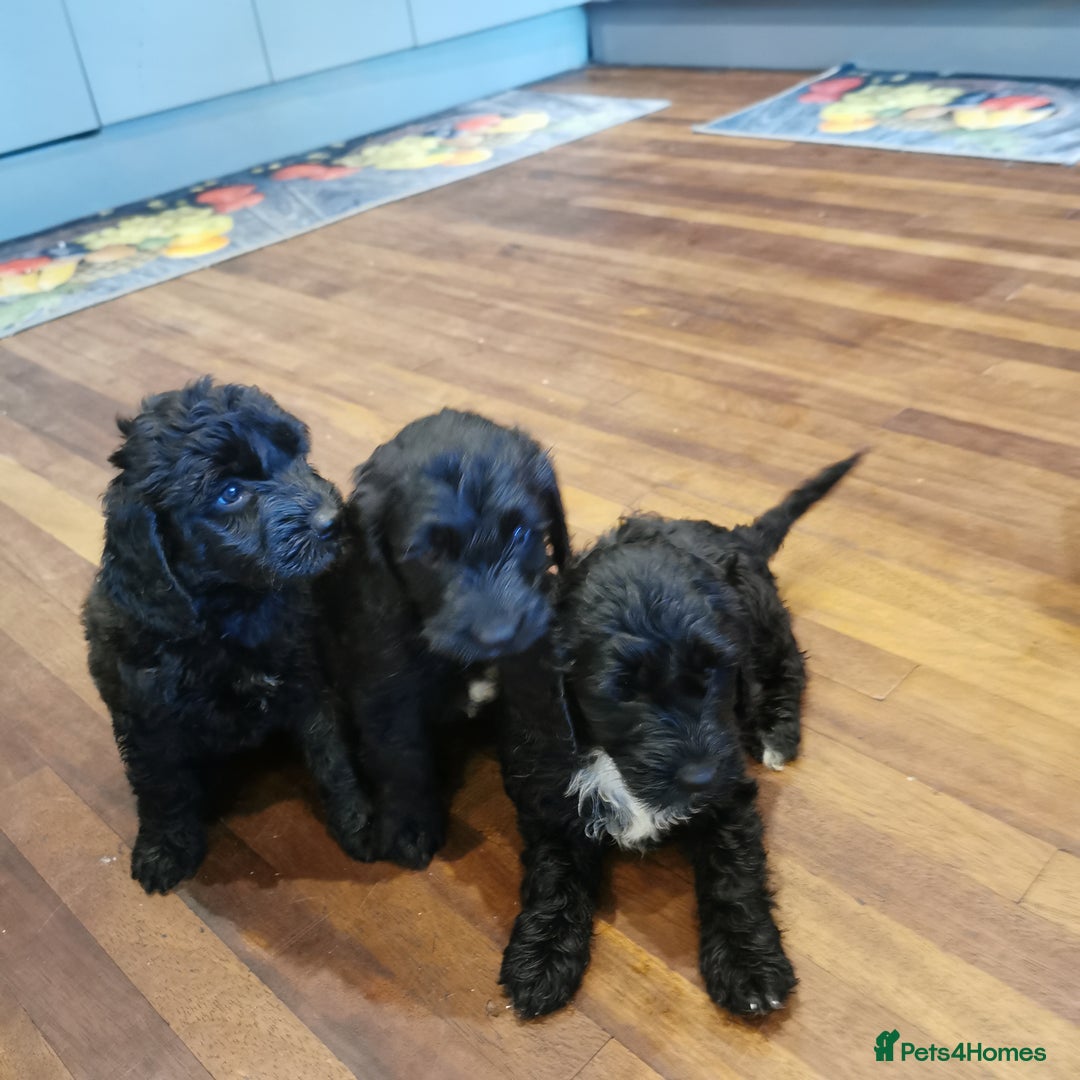 Cockapoo dogs for sale: F1 COCKAPOO PUPPIES FOR SALE  - Image 4