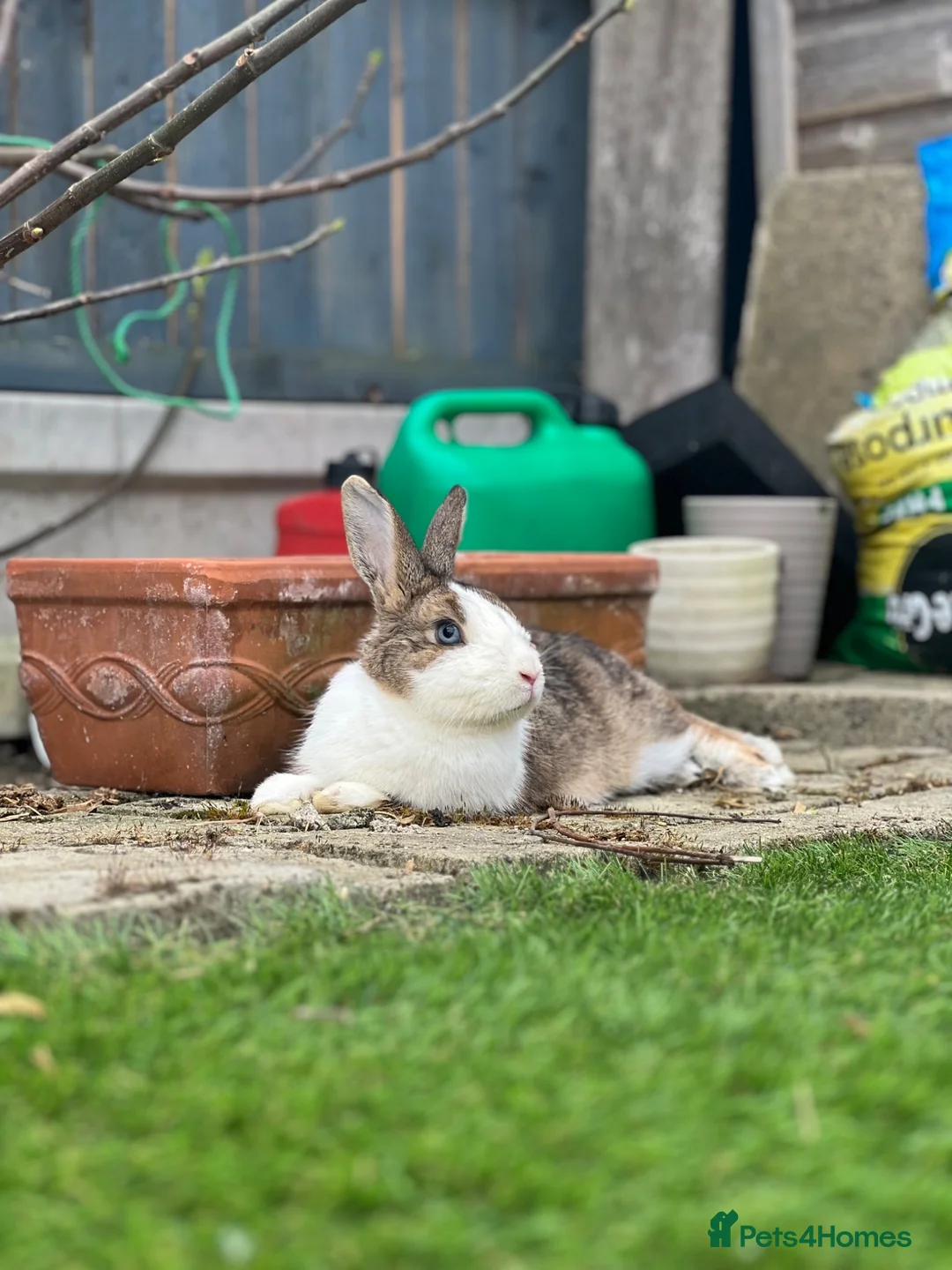 Dutch rabbits for sale: Dutch male in Barking - Advert 1