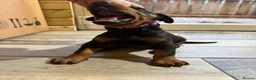 Dobermann dogs for sale: Pure European Doberman puppies - Advert 7