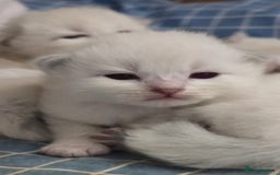 Siberian cats for sale: 🐱 Siberian neva masquerade kittens 🐱 - Image 5