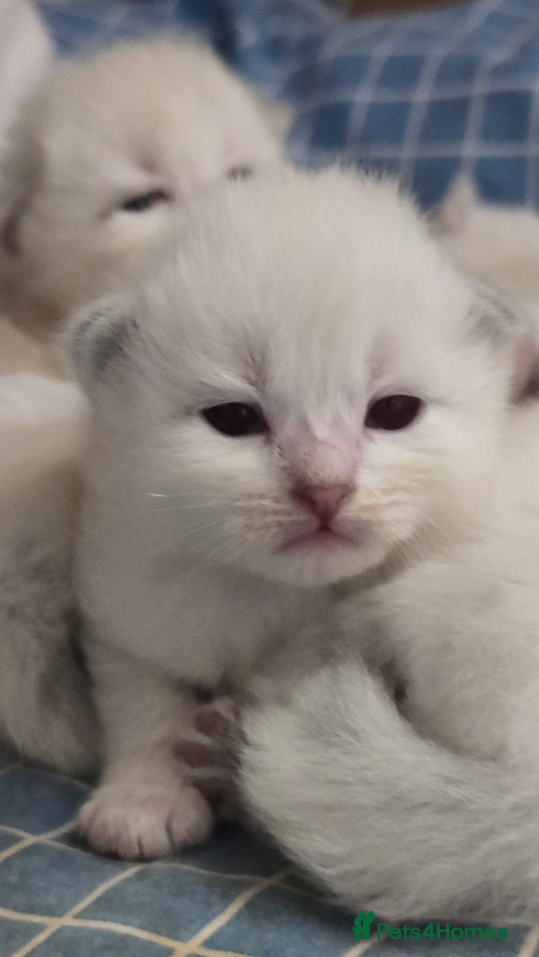 Siberian cats for sale: 🐱 Siberian neva masquerade kittens 🐱 - Image 5