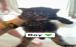 Mixed Breed cats for sale: Mixed breed kittens  - Image 2