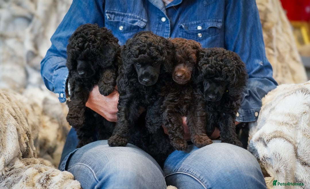 Miniature Poodle dogs for sale: Exquisite Min Poodles Show Pet Agility Obedience - Image 1