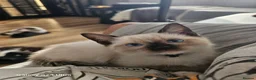 Ragdoll cats for sale: Friendly and playfull Ragdoll x  - Advert 11