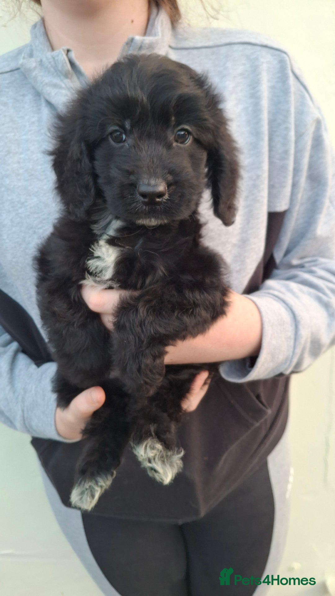 Cockapoo dogs for sale: Health tested show type cockapoo puppies! - Image 6