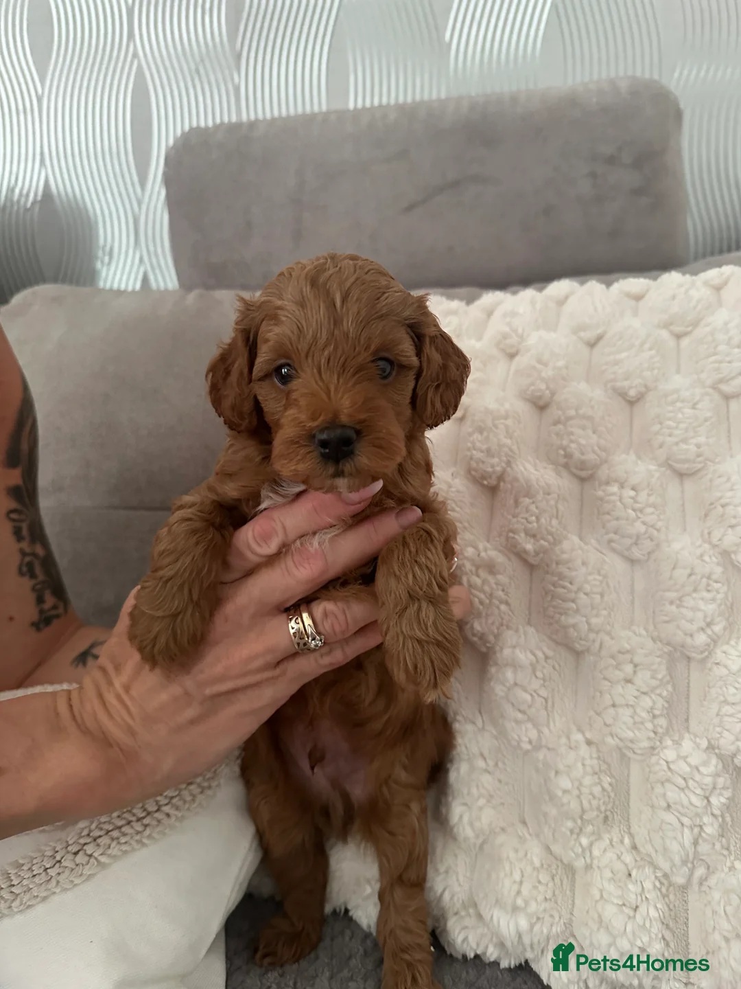 Cockapoo dogs for sale: Stunning Cockapoo puppies for sale  - Advert 6