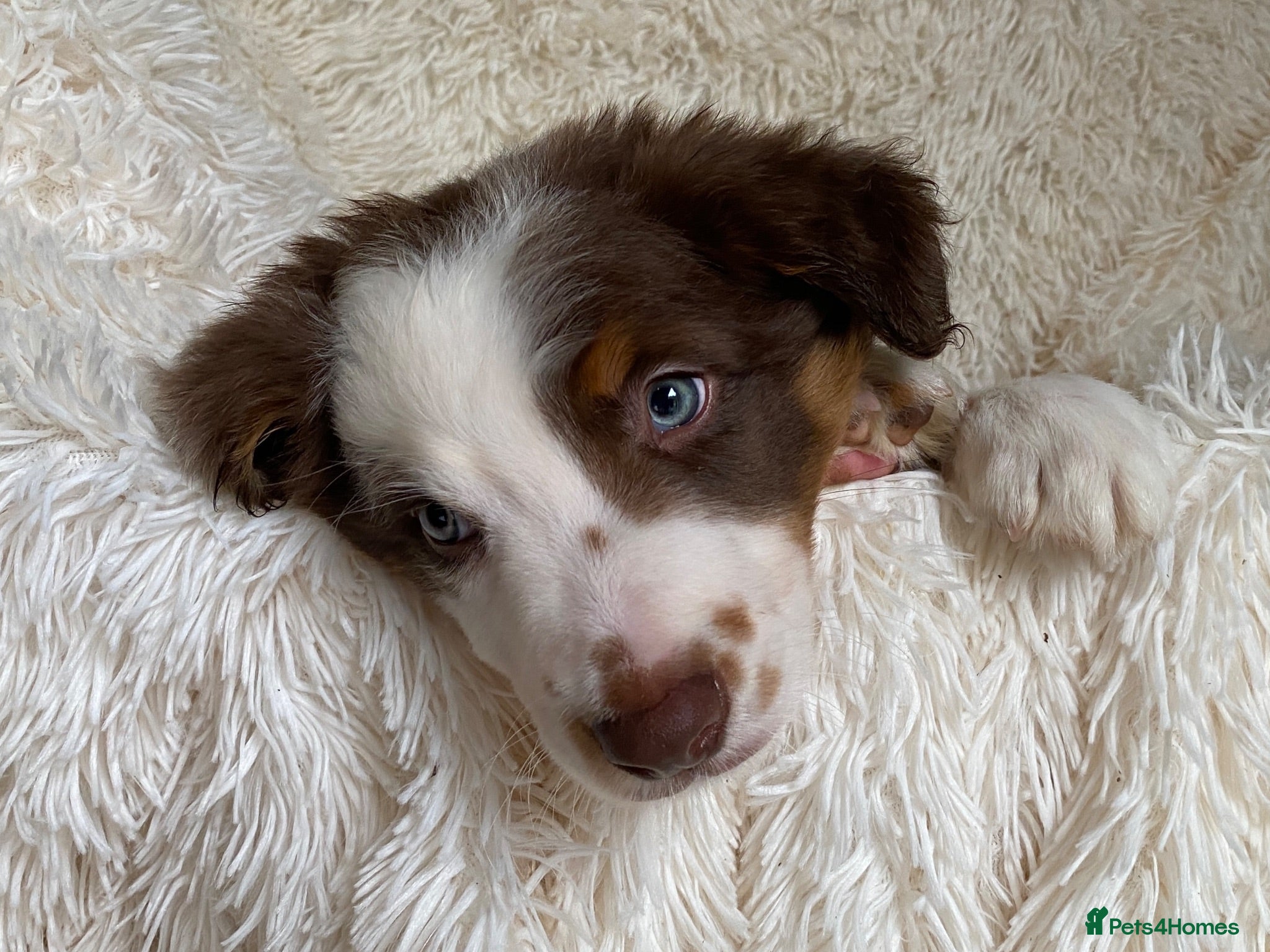 Border Collie dogs Border Collie Puppies | Health Tested Parents  - Advert 1