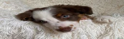 Border Collie dogs for sale: Border Collie Puppies | Health Tested Parents  - Advert 1