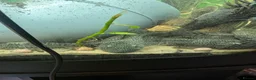 Plecos fish for sale: Male and female plecs  - Advert 2