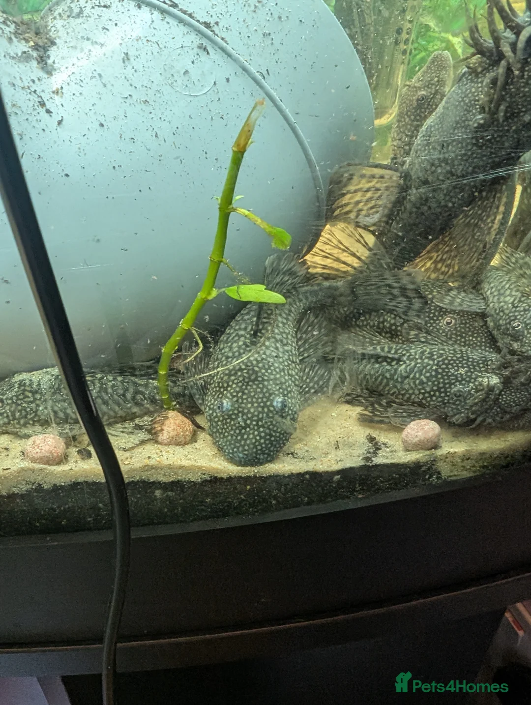 Plecos fish for sale: Male and female plecs  - Advert 2