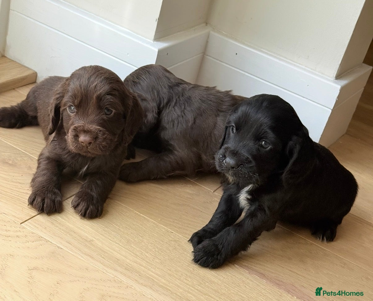 Cocker Spaniel dogs Cocker spaniel puppies  - Advert 4