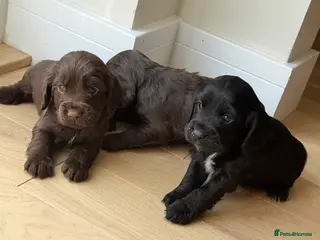 Cocker Spaniel dogs Cocker spaniel puppies - Advert 4