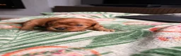 Cavapoochon dogs for sale: Cavalier King Charles Spaniel / Cavapooshon pups - Advert 29