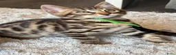Bengal cats for sale: ✨ Beautiful Bengal Kittens✨ - Advert 19