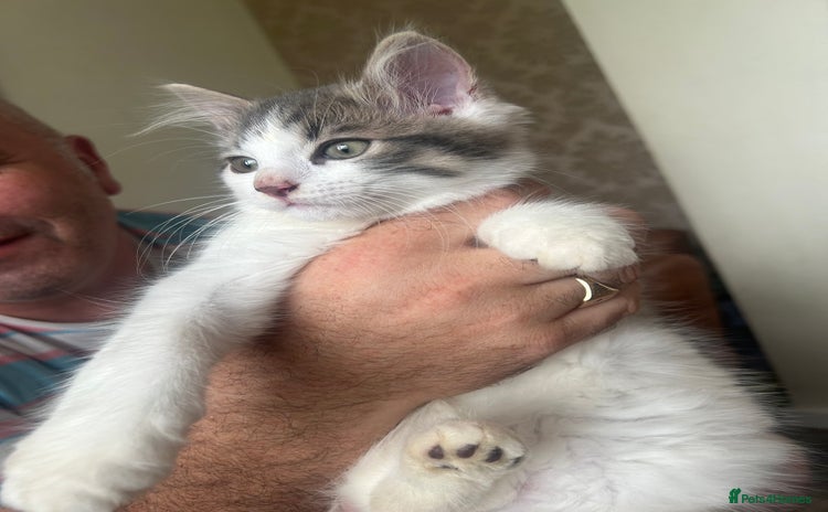 Mixed Breed cats - Advert 1