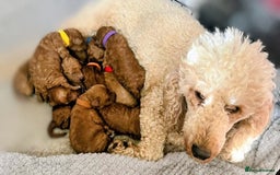 Miniature Poodle dogs for sale: MINIATURE-TOY POODLE PUPPIES AVAILABLE  - Image 3