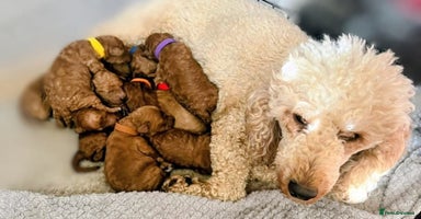 Miniature Poodle dogs - Advert 11