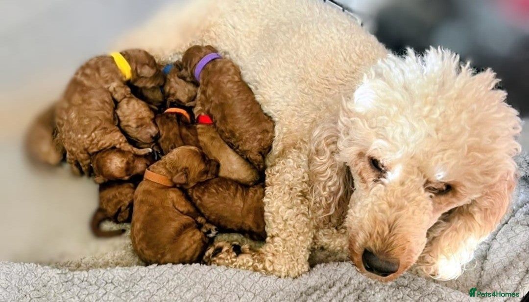 Miniature Poodle dogs for sale: MINIATURE-TOY POODLE PUPPIES AVAILABLE  - Image 3