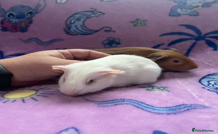 Guinea Pig rodents - Advert 1