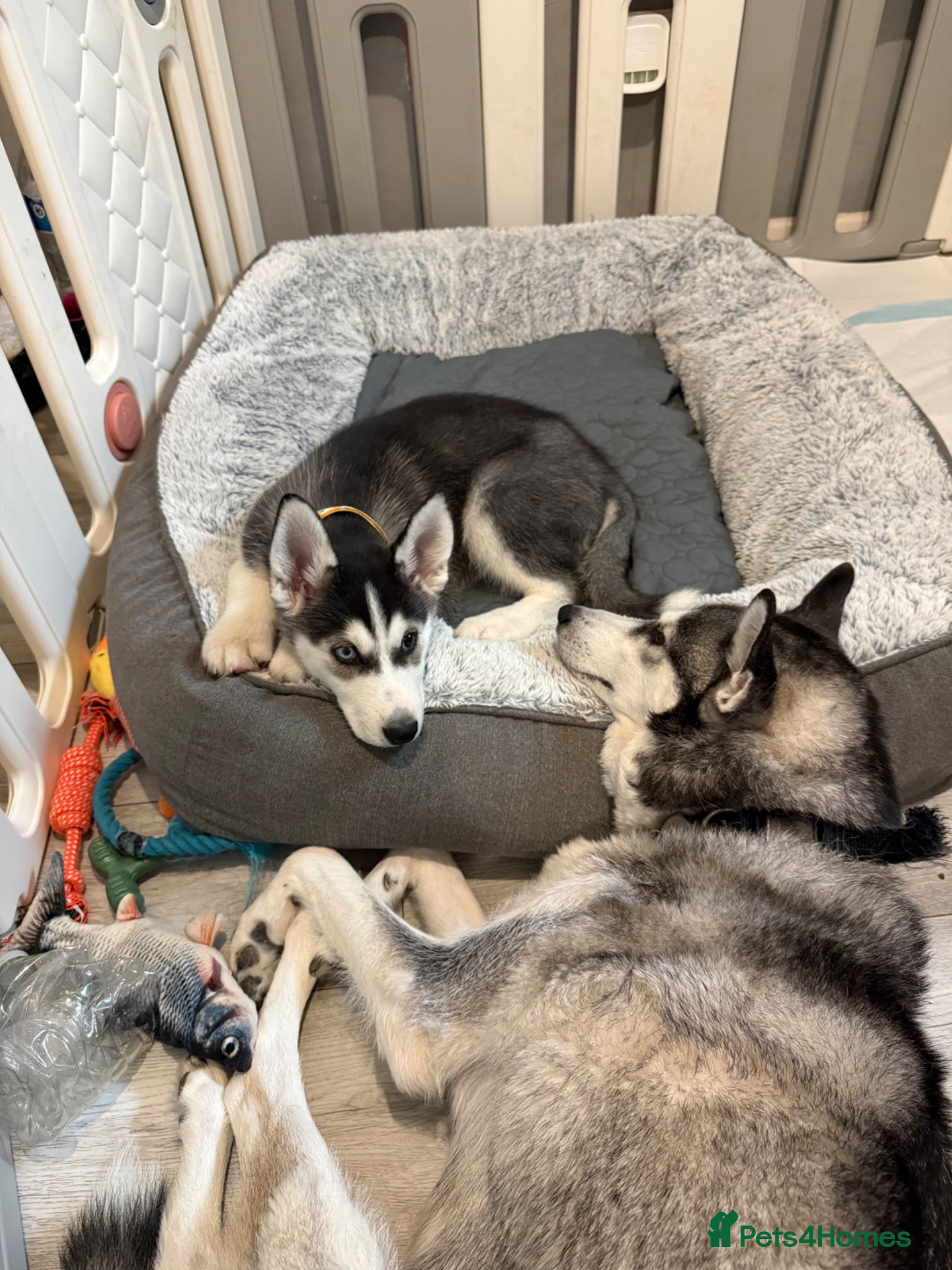 Siberian Husky dogs Last Stunning Bi-Eyed beauty Siberian Husky puppyx - Advert 17