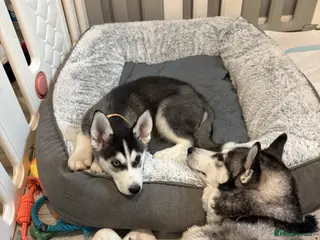 Siberian Husky dogs Last Stunning Bi-Eyed beauty Siberian Husky puppyx - Advert 17