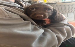 Cocker Spaniel dogs for sale: 3 boys left - Outstanding working cocker spaniels - Image 4