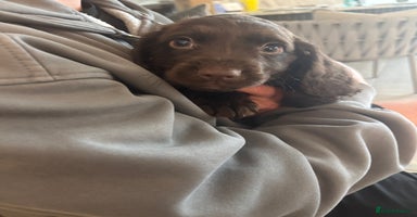 Cocker Spaniel dogs - Advert 1