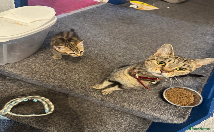 Mixed Breed cats - Advert 13