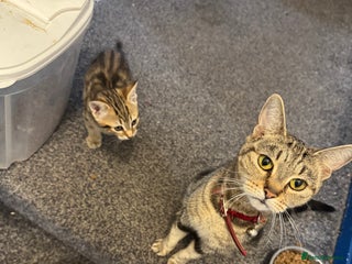 Mixed Breed cats - Advert 1