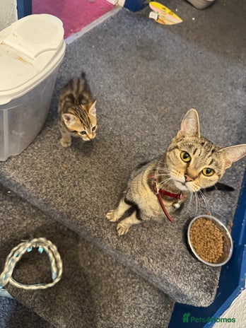 Mixed Breed cats - Advert 1