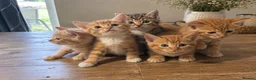 Mixed Breed cats for sale: Bengal Mix Kittens – 4 ginger Boys & 1 tabbyGirl - Advert 7
