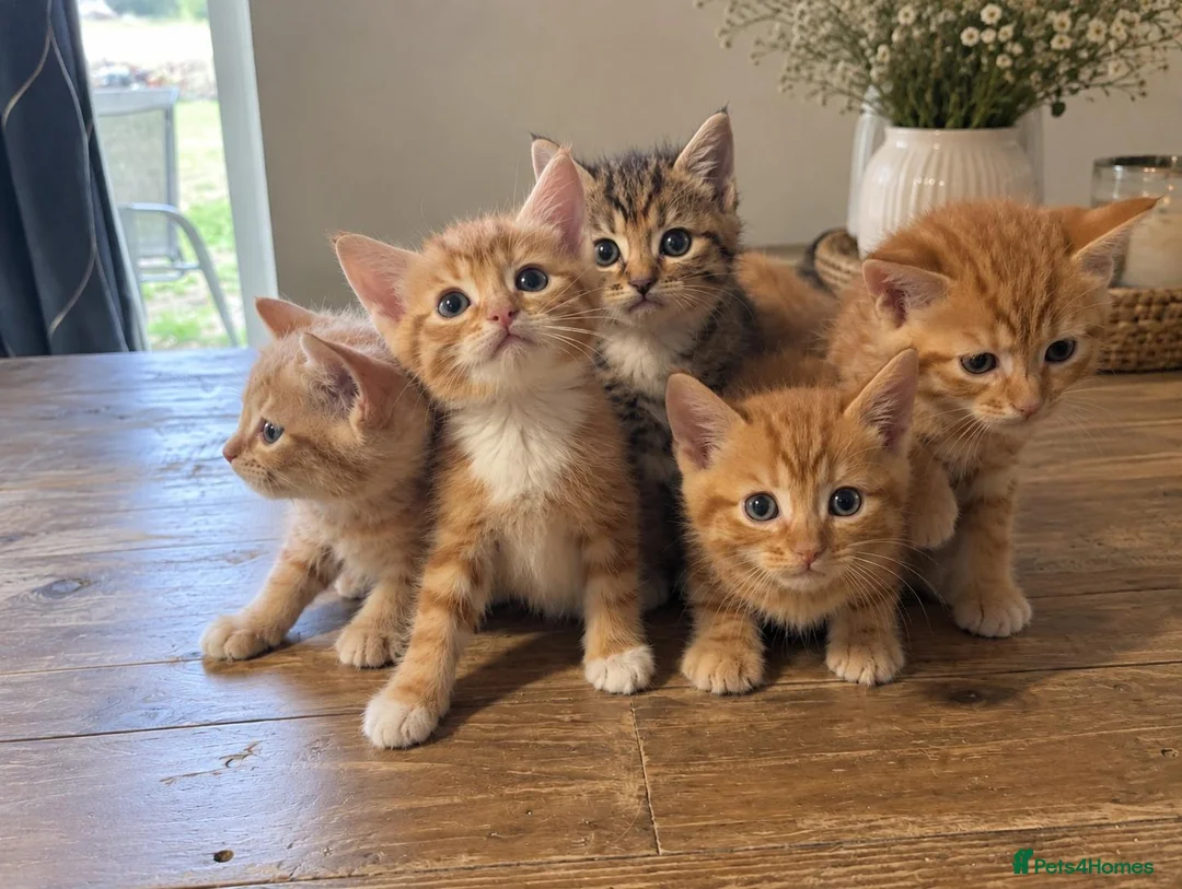 Mixed Breed cats for sale: Bengal Mix Kittens – 4 ginger Boys & 1 tabbyGirl - Advert 7