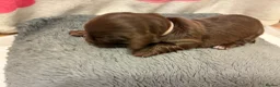 Miniature Dachshund dogs for sale: Longhaired Minature Dachshund - Advert 20