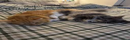 Maine Coon cats for sale: Kiki&Milo – Bonded Pair Looking for a Loving Home - Advert 12