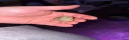 Quail poultry for sale: Button quail  - Advert 5