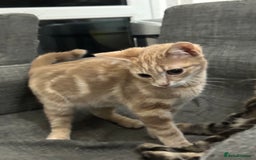 Mixed Breed cats for sale: Your forever pet for their forever home🥰 - Image 5