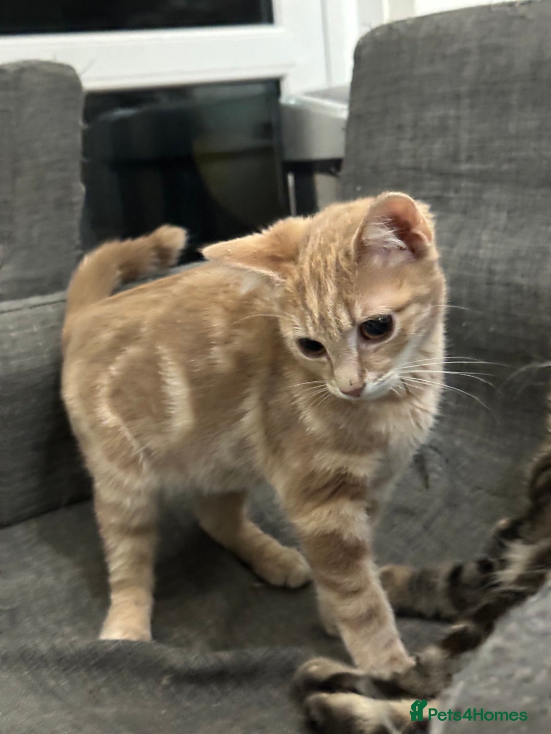 Mixed Breed cats for sale: Your forever pet for their forever home🥰 - Image 5