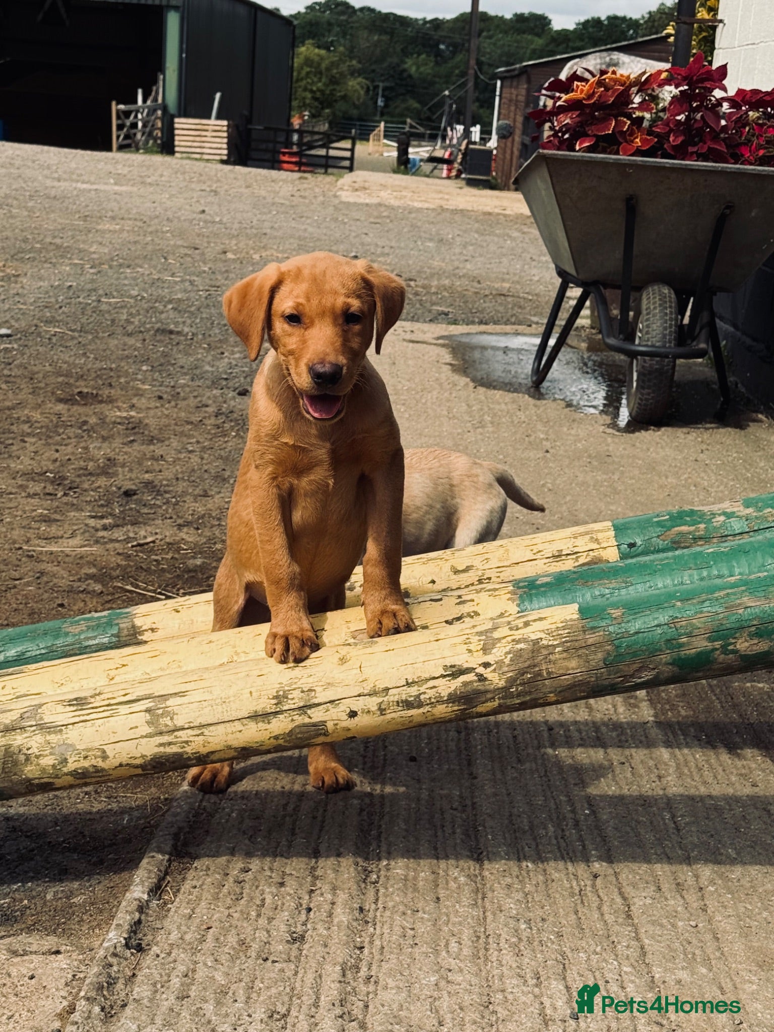 Labrador Retriever dogs Red KC registered Labradors  - Advert 2