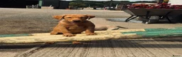 Labrador Retriever dogs for sale: Red KC registered Labradors  - Advert 2