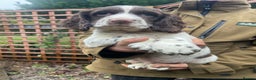 English Springer Spaniel dogs for sale: English Springer spaniel puppies  - Advert 2