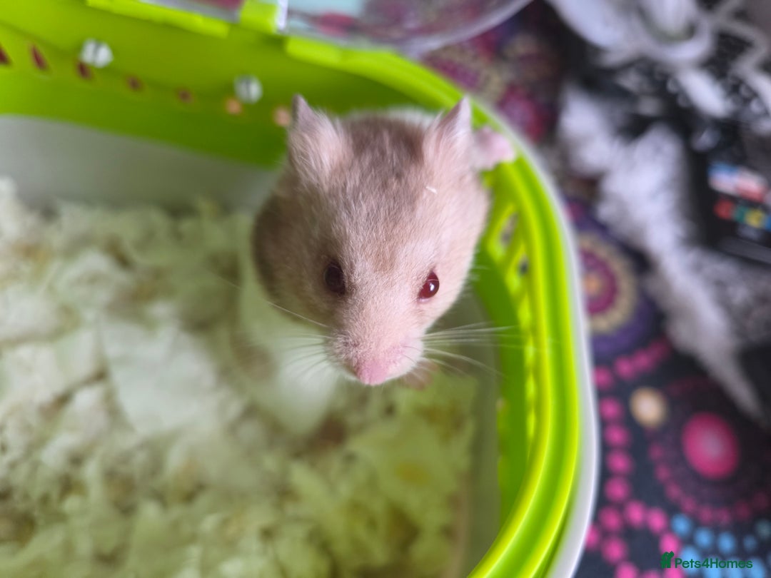 Hamster rodents for sale: Mixes Hamster Syrian in Thornton Heath - Image 12